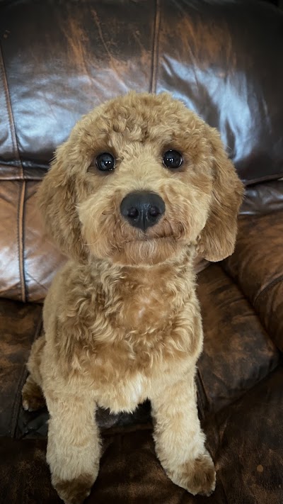 Grooming Van Image