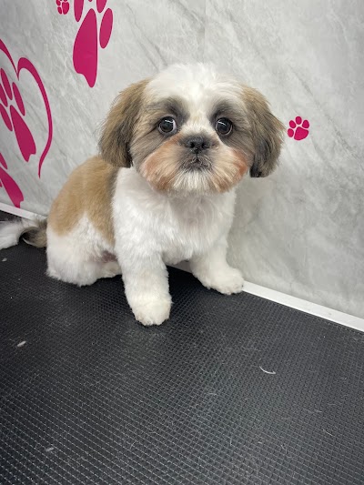 Grooming Van Image