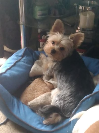 Grooming Van Image