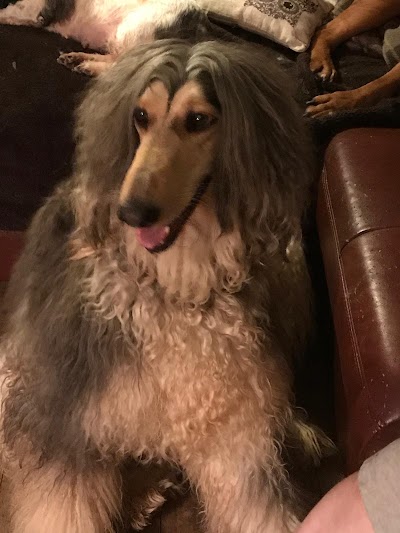 Grooming Van Image