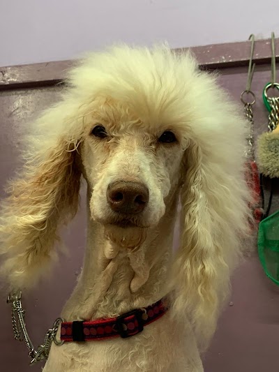 Grooming Van Image