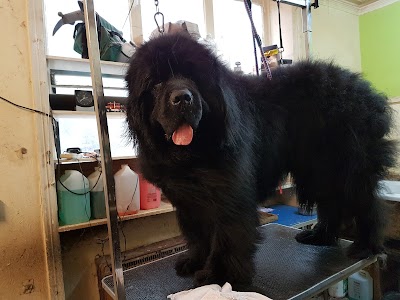 Grooming Van Image