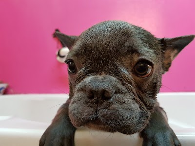 Grooming Van Image