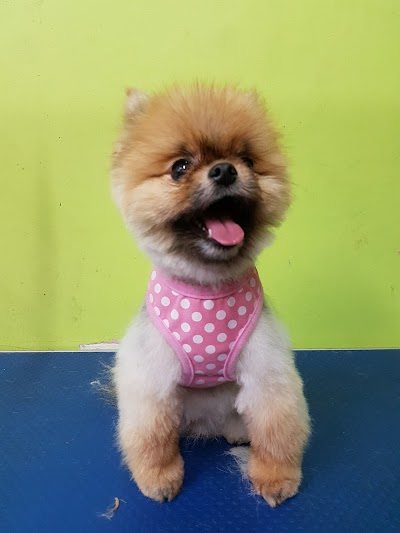 Grooming Van Image