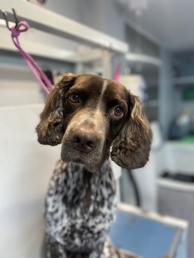 Grooming Van Image