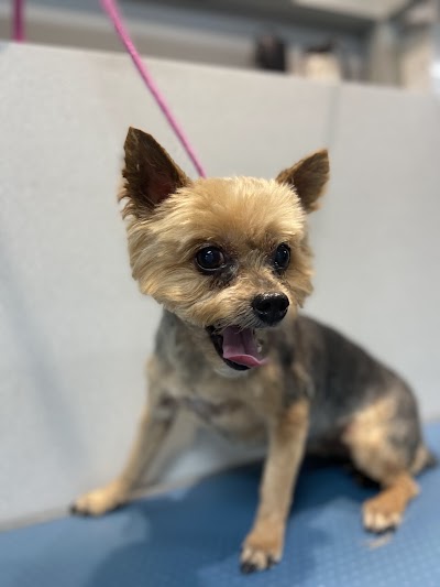 Grooming Van Image