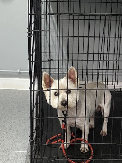 Grooming Van Image