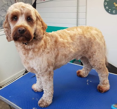 Grooming Van Image