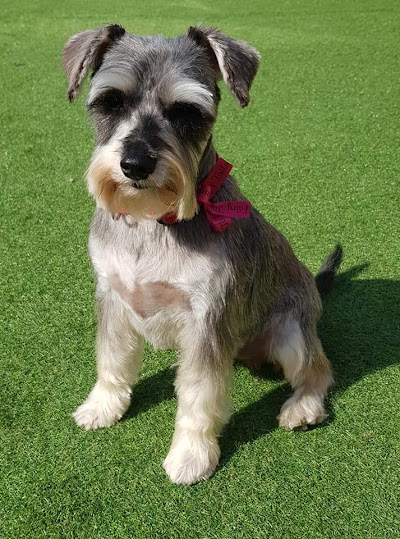 Grooming Van Image