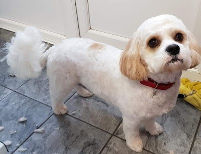 Fairy Tails Dog Groomers