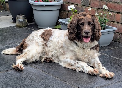 Grooming Van Image