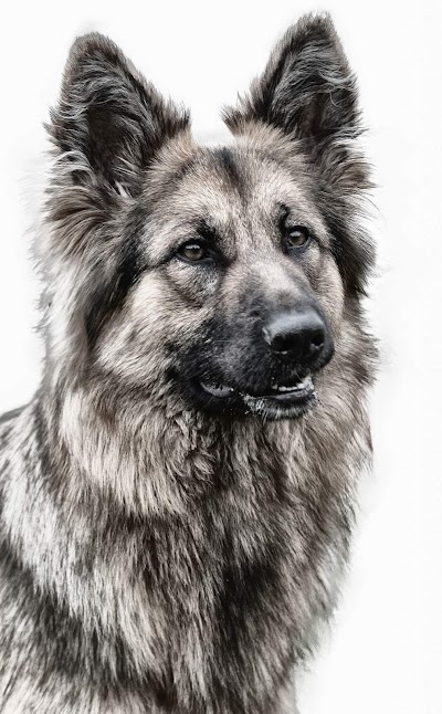 Grooming Van Image