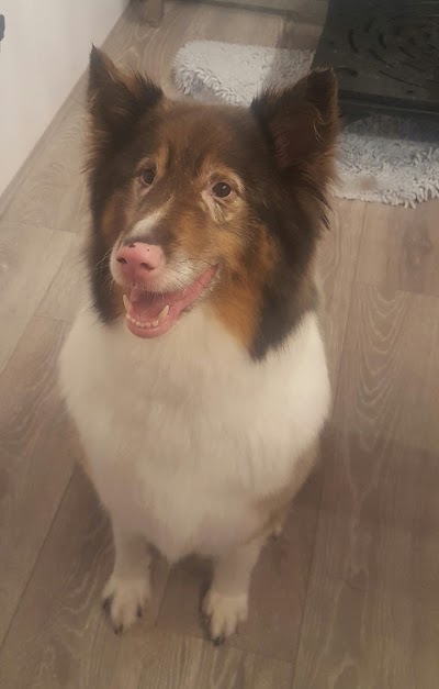 Grooming Van Image