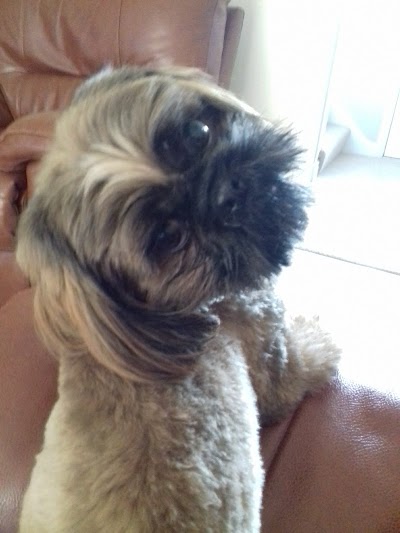 Grooming Van Image