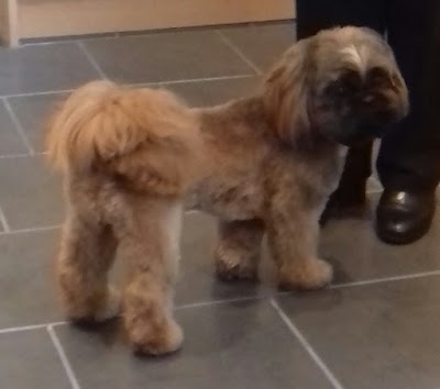 Grooming Van Image
