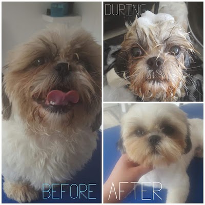 Grooming Van Image