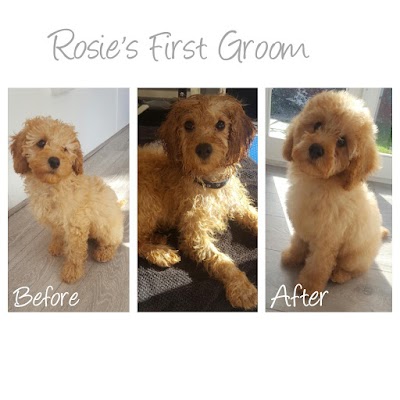 Grooming Van Image
