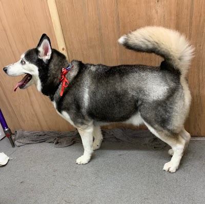 Grooming Van Image