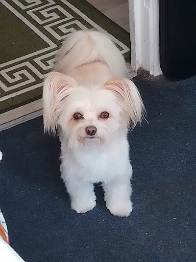 Grooming Van Image