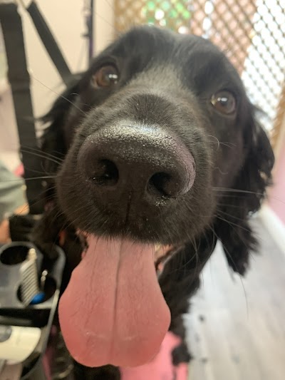 Grooming Van Image