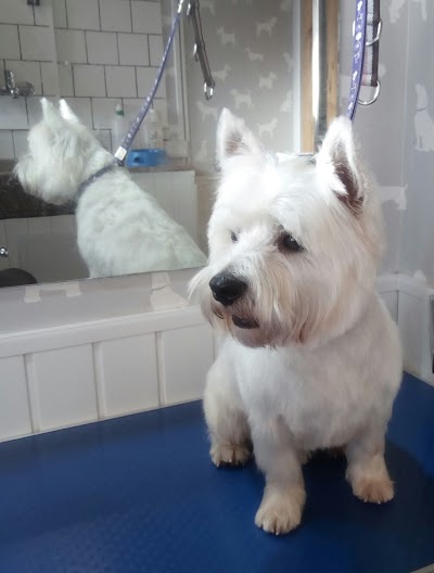 Grooming Van Image