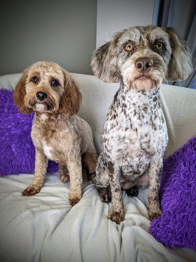 Grooming Van Image