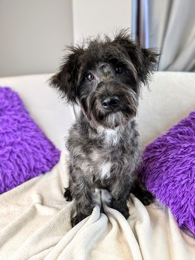 Grooming Van Image
