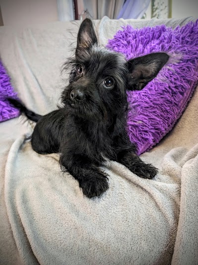 Grooming Van Image