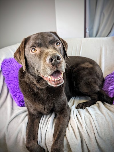 Grooming Van Image