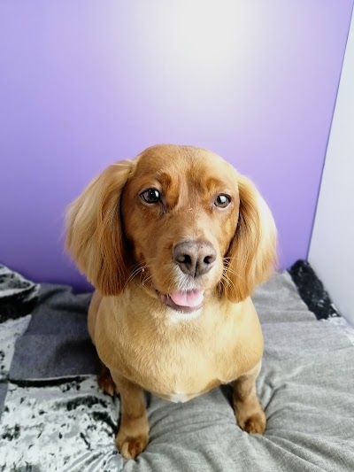 Grooming Van Image