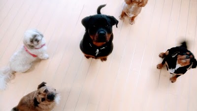 Furbabies Pet Parlour Cannock Dog and cat groomers