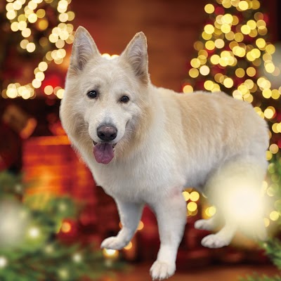 Grooming Van Image
