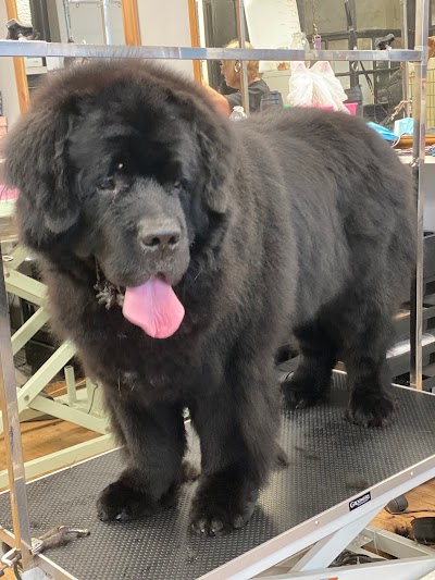 Grooming Van Image