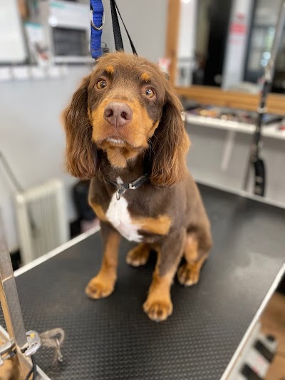 Grooming Van Image