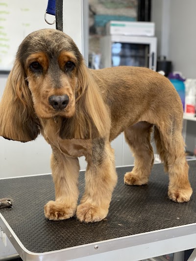 Grooming Van Image