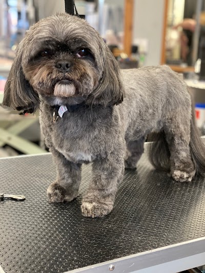 Groomingtails pet spa/Brockmoor Brierley Hill