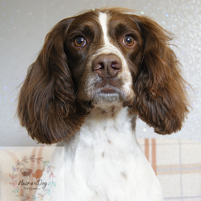 Grooming Van Image