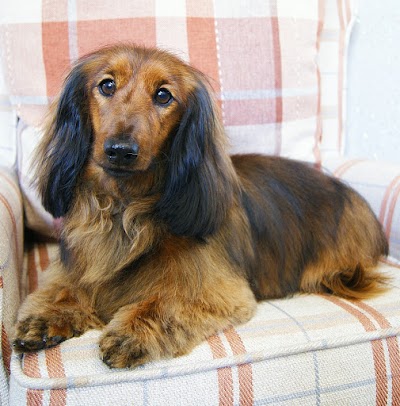 Grooming Van Image