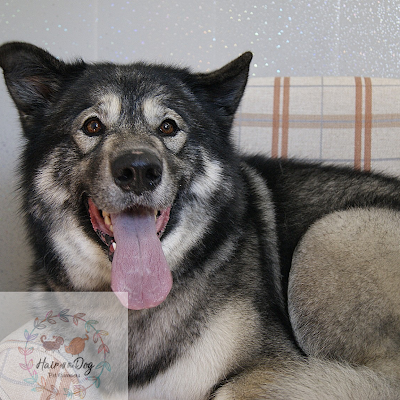 Grooming Van Image