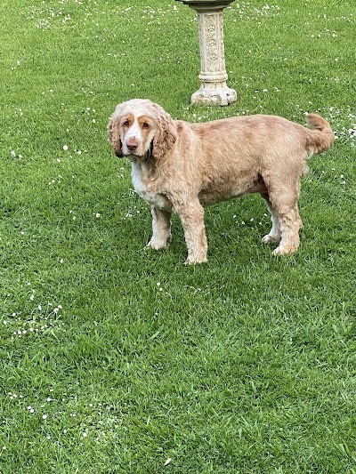 Grooming Van Image