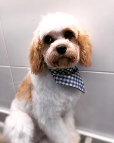 Grooming Van Image