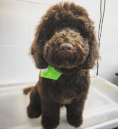 Grooming Van Image