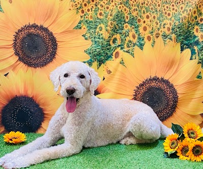 Grooming Van Image