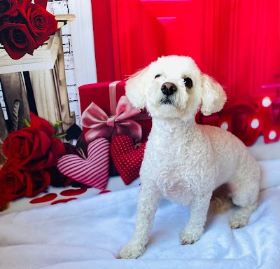 Grooming Van Image