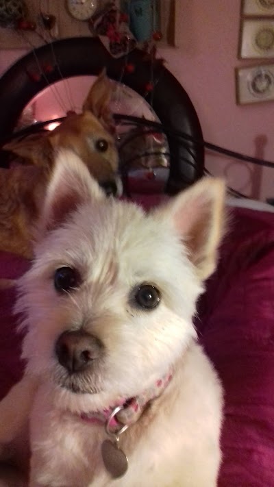 Grooming Van Image