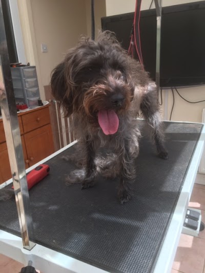 Grooming Van Image