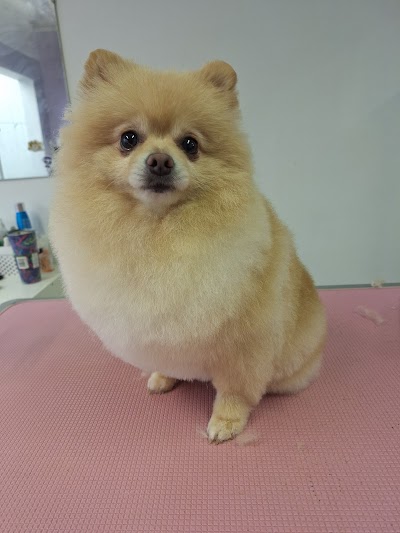 Grooming Van Image