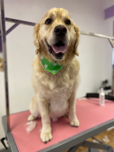 Grooming Van Image