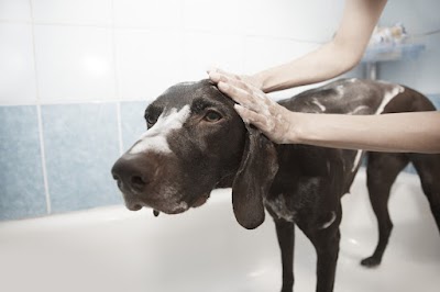 Grooming Van Image