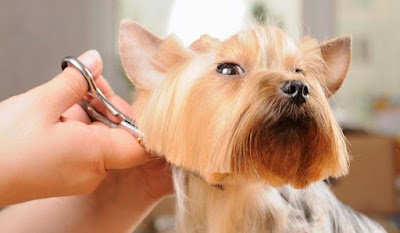 Mels Mobile Dog Grooming
